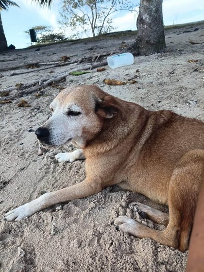 An older tan dog with a greying muzzle lies relaxed in the sand, eyes half closed