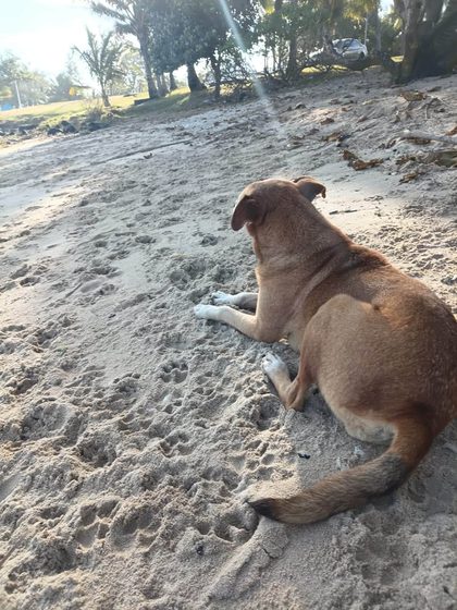 A tan dog lies on the sand looking out towards the trees at the top of the beach