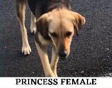 Tan dog with dark ears walking on pavement, caption reads "Princess Female