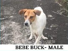 White and tan dog standing on concrete ground with text overlay "Bebe Buck - Male