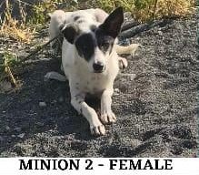 White and black spotted dog lying on gravel ground, text overlay reads "Minion 2 - Female