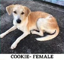 Tan and white dog lying on pavement, caption reads "Cookie- Female