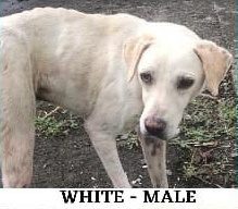 White short-haired dog standing on dirt ground with text overlay reading "White - Male