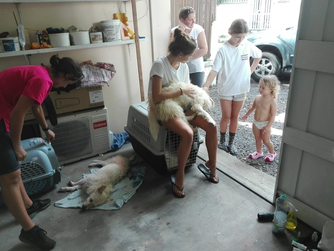 A vet in a pink top leans over a sedated white dog on a drip in a home garage while a teenager holds a fluffy white dog on a crate and a toddler watches from the doorway