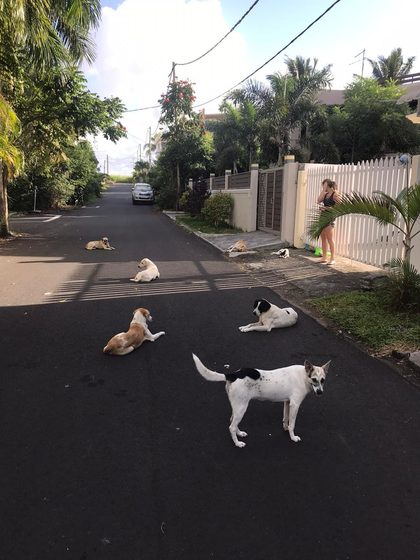 Six stray dogs lying drowsy in the middle of a quiet residential street in Blue Bay