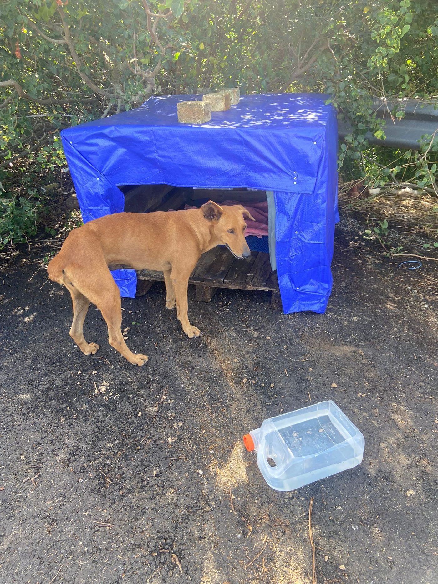 A tan stray dog stands in front of a roadside shelter made from wooden pallets and a blue tarp, with a water container on the ground