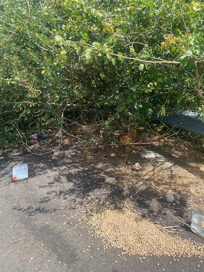 A tan dog lies hidden under roadside bushes beside a pile of kibble on the tarmac