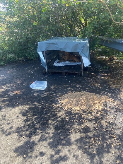 A man in a cap unfolds a new blue tarp on the road while the tan dog watches from further along