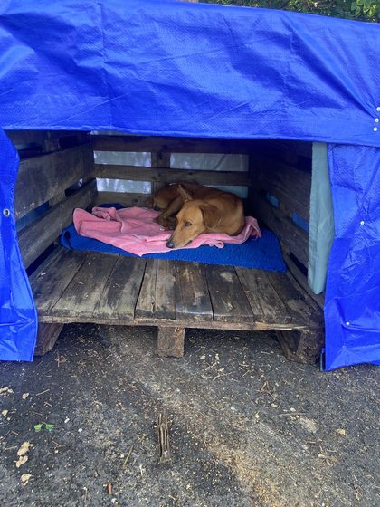 The tan dog curled up on a pink towel and blue blanket inside the pallet shelter