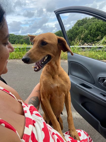 The tan dog stands up to greet a smiling woman sitting in an open car door