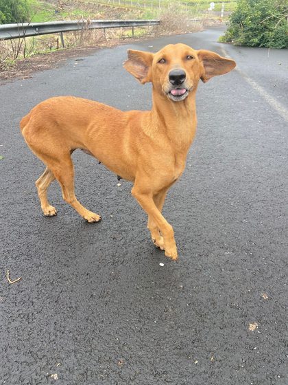 The tan dog on the road with her ears blowing in the wind, tongue out