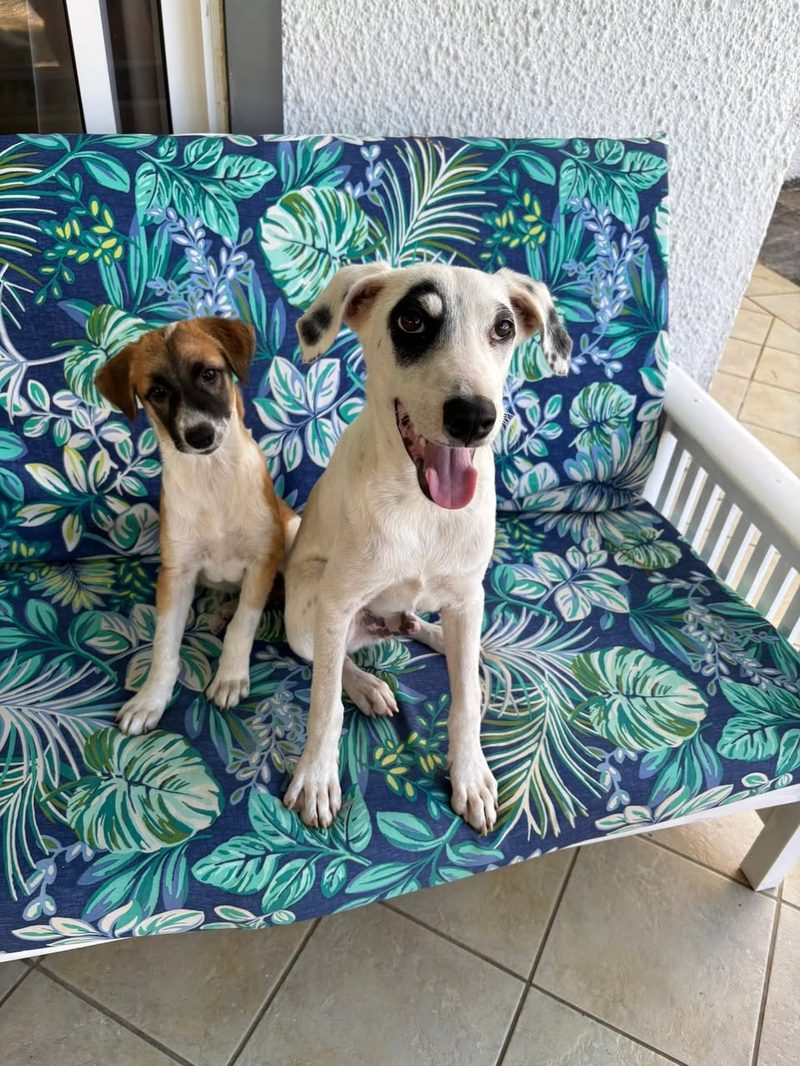 Two puppies sit side by side on a leaf-patterned bench cushion on a patio