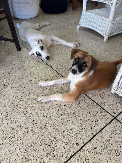 Two puppies sit on a tropical-leaf patterned couch cushion, one white with black spots and one brown and white