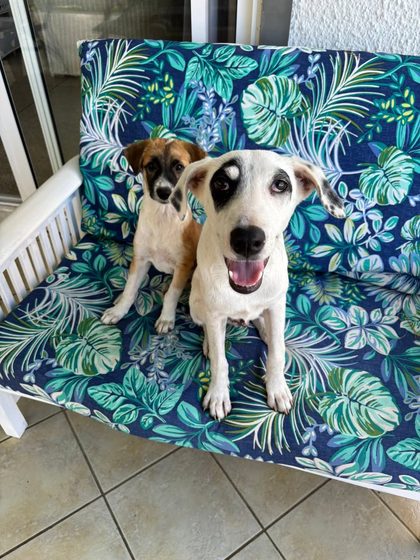 Two puppies sitting on a stone patio near a glass door, one white with dark spots, one tan and white