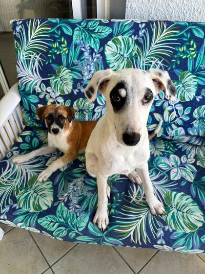 Two dogs lying on a tiled floor near white wicker furniture, one white and one tan-and-white