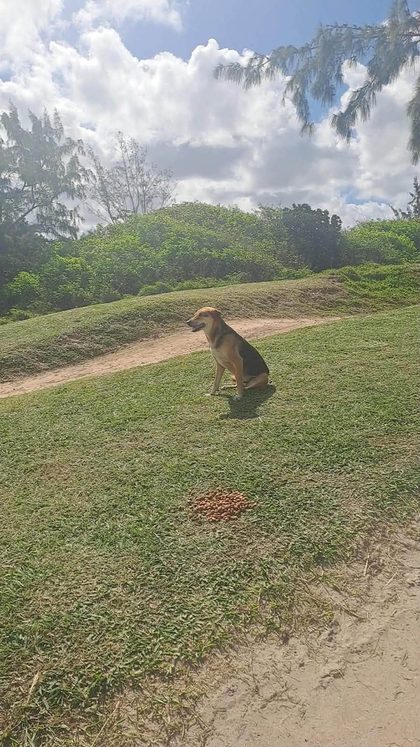 Tan and black dog sitting on grass near a small pile of kibble under a cloudy sky