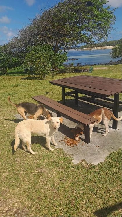 Three dogs on grass, one brown standing and two tan-and-white lying or moving, with trees behind
