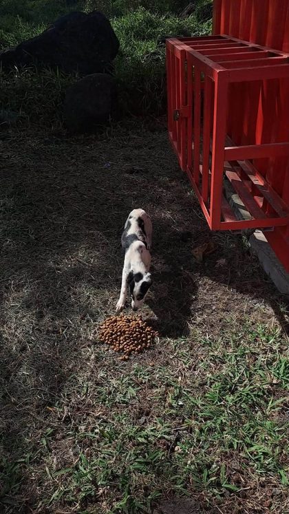 Black and tan dogs eating kibble from a pile on dirt ground outdoors
